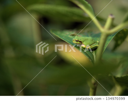 A cute tree frog photographed in September when the weather started to cool down A cute tree frog photographed in September when the weather started to cool down 134970399