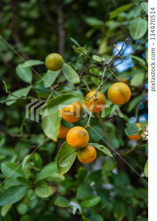 Fresh lemon tree with fruits 134970514