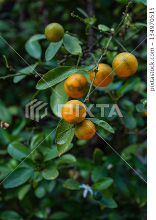 Fresh lemon tree with fruits 134970515