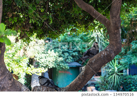 Park in Athens with dove birds on the tree Park in Athens with dove birds on the tree 134970516