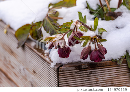 Purple Hellebore flowers under the snow 134970539