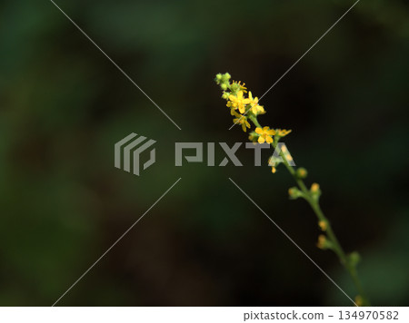 A small and pretty agrimony (kin-mizuhiki) blooming in the shade of a tree in September A small and pretty agrimony (kin-mizuhiki) blooming in the shade of a tree in September 134970582
