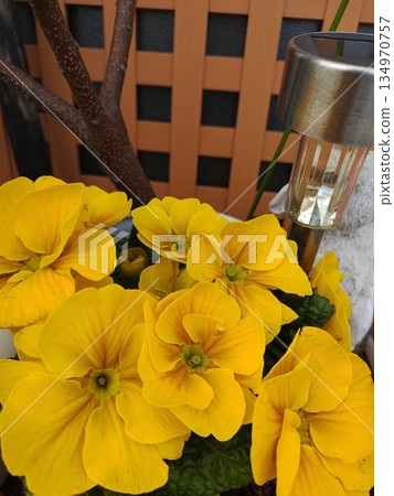 202503 Primula 1 134970757