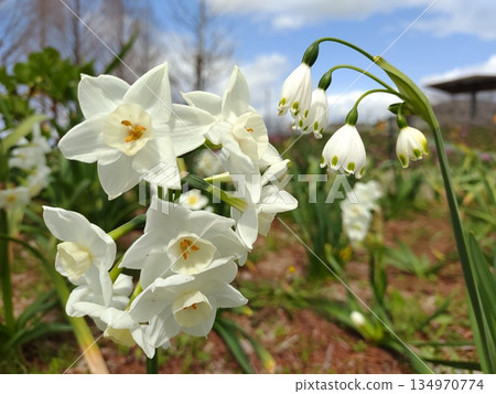 202503 White daffodil and lily of the valley daffodil 1 134970774