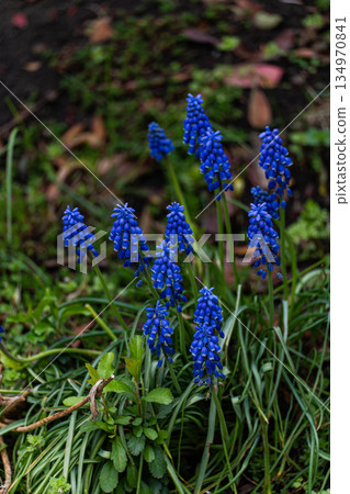 Blue grape hyacinth in the forest Blue grape hyacinth in the forest 134970841