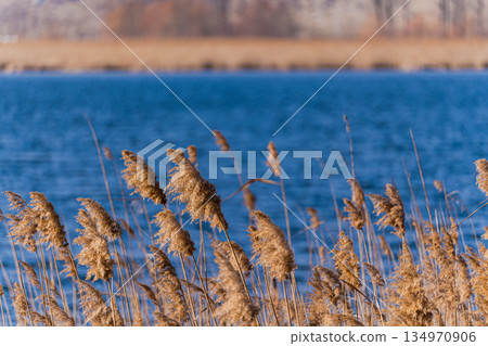 Dry reed grass growing in the Lisi lake 134970906