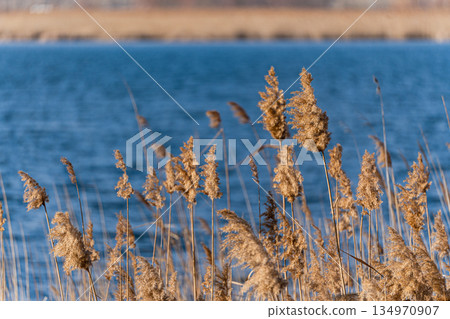 Dry reed grass growing in the Lisi lake 134970907
