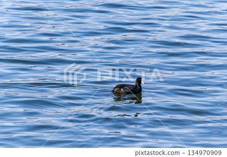 Common coot bird on the water of lake 134970909