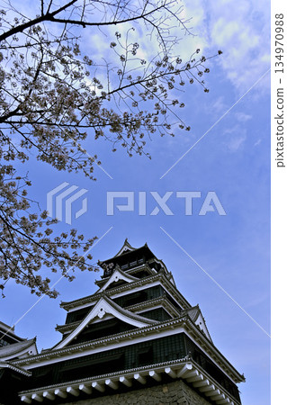 有櫻花的美麗的熊本城 134970988