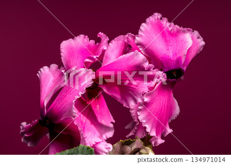 Pink Cyclamen Persicum Plant With Variegated Leaves On Magenta Background Pink Cyclamen Persicum Plant With Variegated Leaves On Magenta Background 134971014