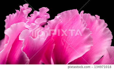Macro Shot Of Pink Cyclamen Petals With Fresh Water Droplets Macro Shot Of Pink Cyclamen Petals With Fresh Water Droplets 134971018