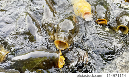 鯉魚餌上誘餌 134971154