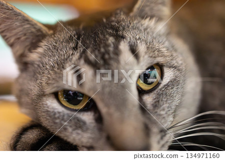 與貓4號的生活 134971160