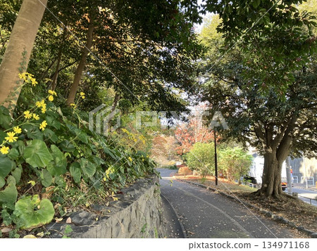A quiet hillside surrounded by greenery A quiet hillside surrounded by greenery 134971168