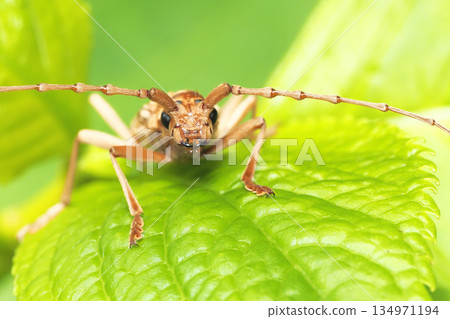 Kimikiri Madara Miyama 134971194