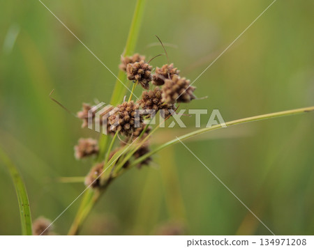A cute brown pine tree that ripens in September A cute brown pine tree that ripens in September 134971208