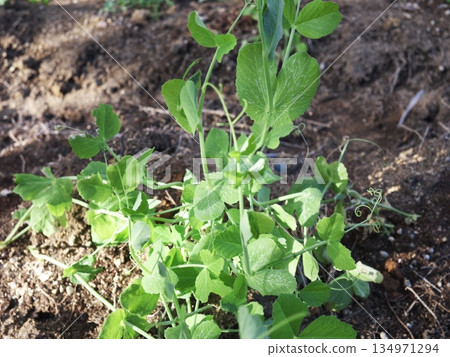家庭菜園種植的蔬菜:豌豆苗 家庭菜園種植的蔬菜:豌豆苗 134971294