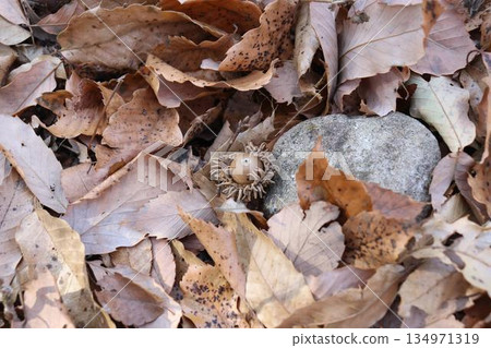 在橡樹下 134971319