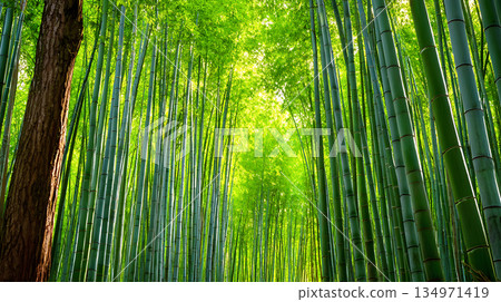 綠竹林，陽光透過竹林灑下斑駁的光影。 134971419