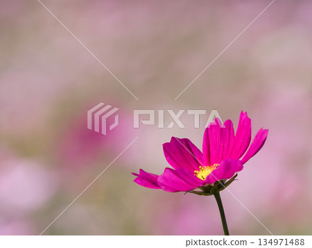 美麗的宇宙 134971488