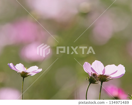 白色宇宙 白色宇宙 134971489