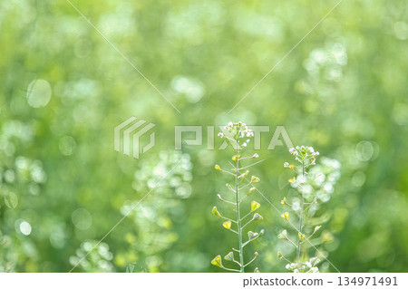 清爽薺菜 清爽薺菜 134971491