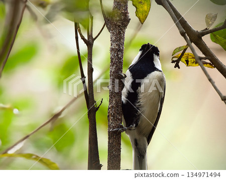 Tits that stop on branches Tits that stop on branches 134971494