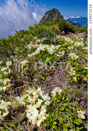 八嶽山脈橫嶽山脊上的黃杜鵑花和赤嶽山 八嶽山脈橫嶽山脊上的黃杜鵑花和赤嶽山 134971518