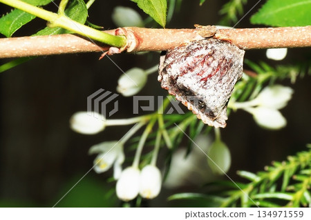 螳螂卵產在溲疏樹上 134971559