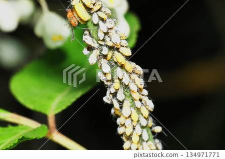 A type of aphid on a Deutzia branch 134971771
