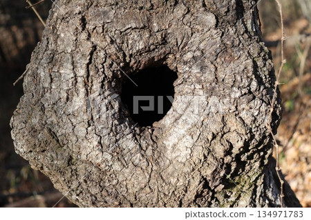 樹洞 134971783