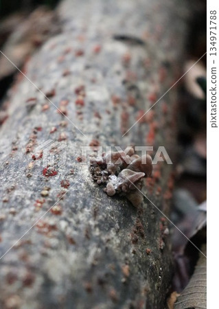 Log-grown wood ear mushrooms Log-grown wood ear mushrooms 134971788