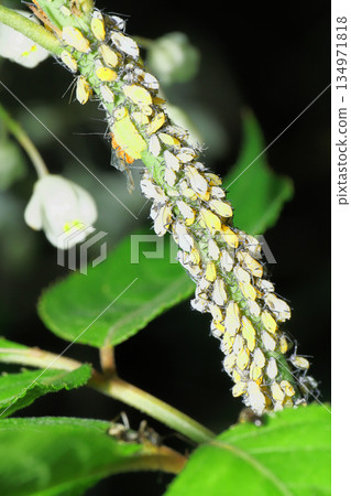 A type of aphid on a Deutzia branch A type of aphid on a Deutzia branch 134971818