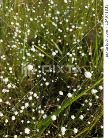 Shiratama Los Angeles 134971839