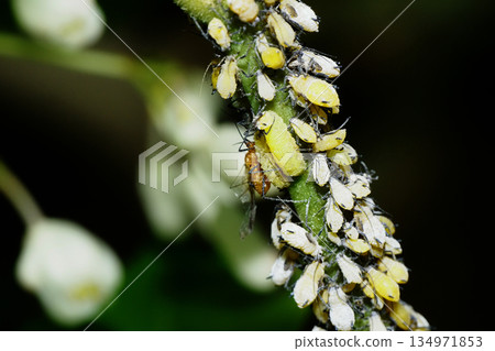 A type of aphid on the branches of Unohana 134971853