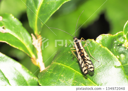 A kind of Syriacidae A kind of Syriacidae 134972048