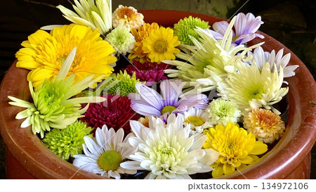 十一月花卉噴泉（非洲菊和菊花）特寫（愛知縣岡崎菅尾神宮） 134972106