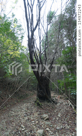 Mt. Asakuma hiking trail, Ise City, Mie Prefecture Mt. Asakuma hiking trail, Ise City, Mie Prefecture 134972243