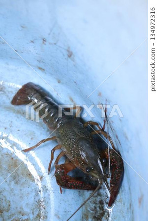 Crayfish in a bucket Crayfish in a bucket 134972316
