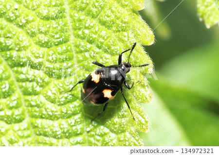 Deodoranthos spp. Deodoranthos spp. 134972321