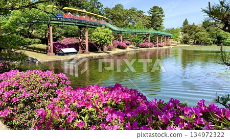 Azaleas in full bloom and the colorful children's train, Yume Poppo, add color to Nishi-Mitagaiike Pond (Minami Park, Okazaki City, Aichi Prefecture). Azaleas in full bloom and the colorful children's train, Yume Poppo, add color to Nishi-Mitagaiike Pond (Minami Park, Okazaki City, Aichi Prefecture). 134972322