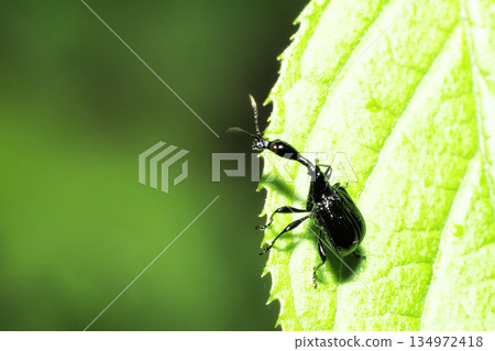 Ego-torukubi otsushibumi（男） 134972418