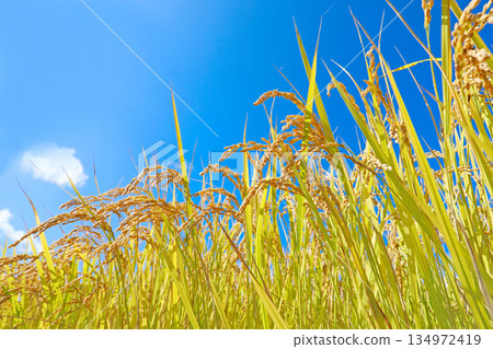 鳥兒的天空和雨在風中搖曳 134972419