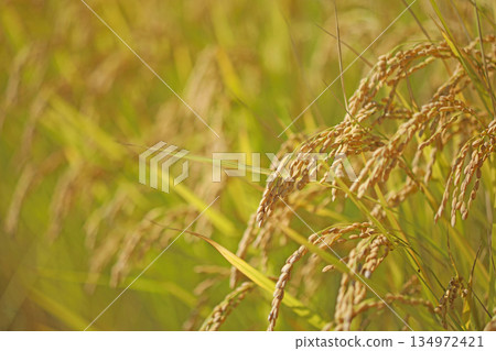 大米早收 134972421