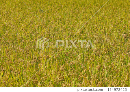 Golden ripe rice ears nearing harvest 134972423