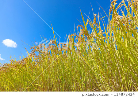 Golden ripe rice ears and blue sky 134972424