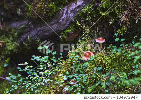 Mushrooms Moss and Green Plants on Forest Floor Close Up Nature Texture Mushrooms Moss and Green Plants on Forest Floor Close Up Nature Texture 134972947