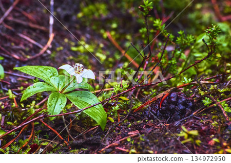 Fresh Green Forest Floor With Dewy White Wildflower And Pine Cone Close Up 134972950
