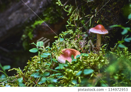 Mushroom and Moss Close Up on Lush Forest Floor with Green Plants 134972953
