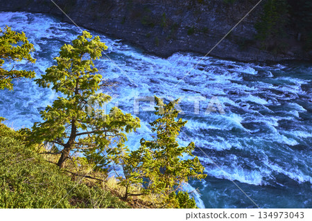 Rapids and Evergreen Trees Overlooking Vibrant River in Banff Canada from High Viewpoint 134973043
